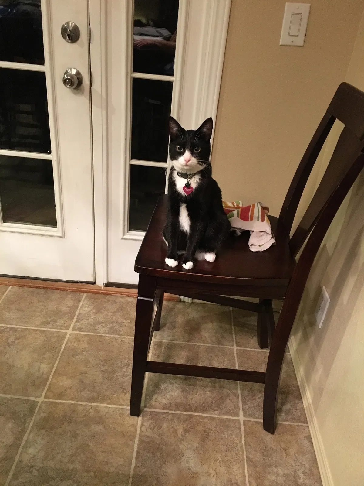 Lost cat in Prescott Valley, AZ, 86314