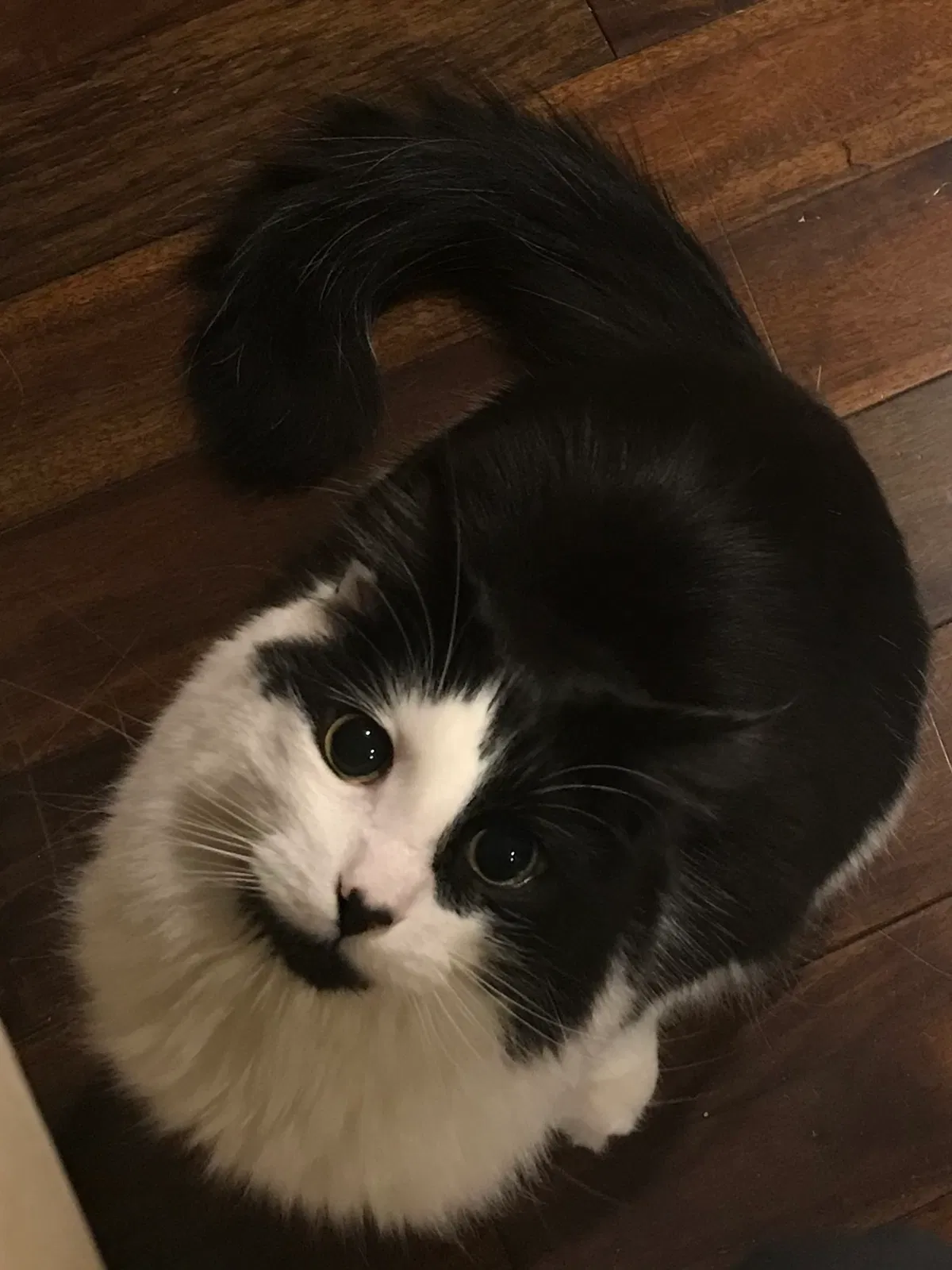 Lost cat in Portland, OR, 97267