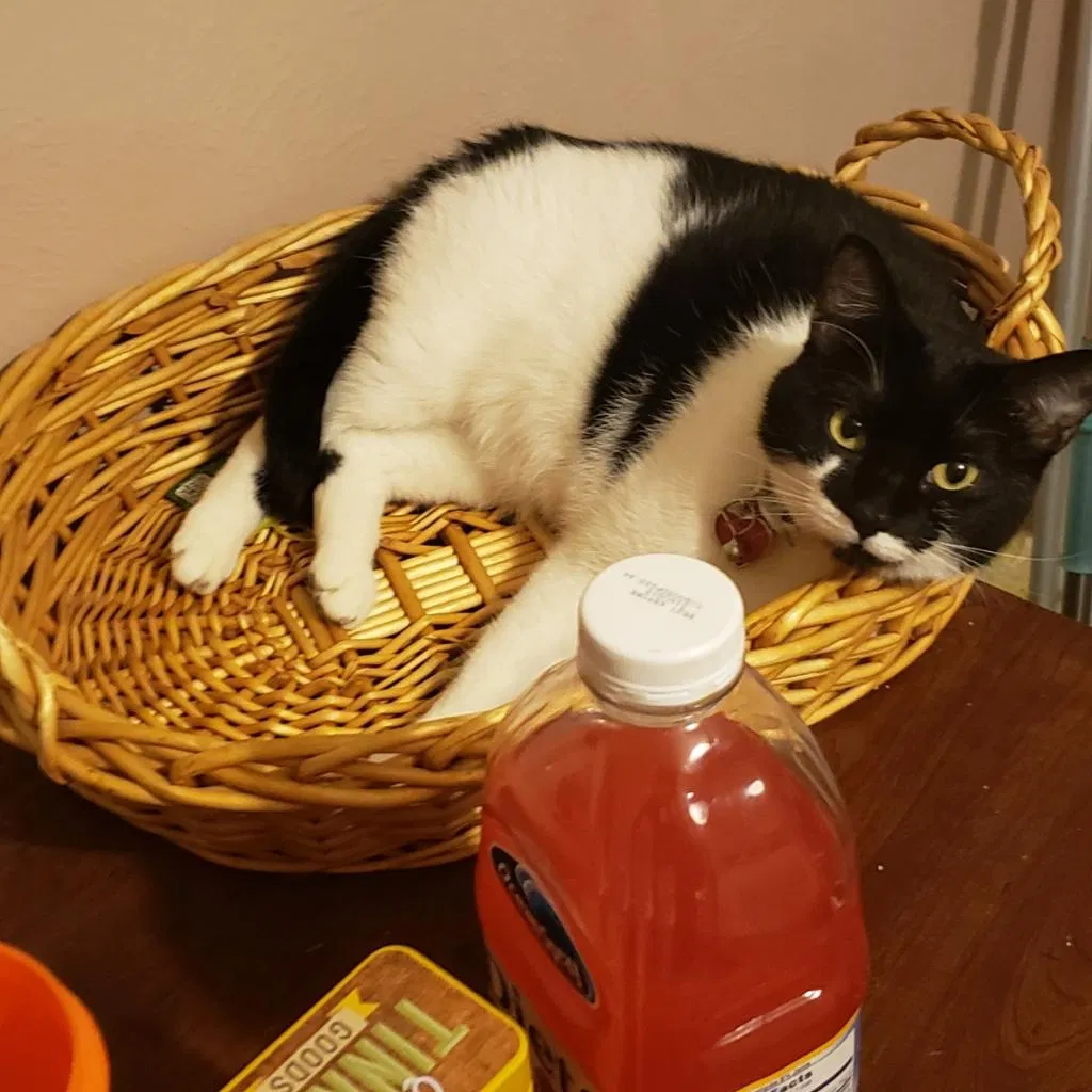 Lost cat in Denton, TX, 76208