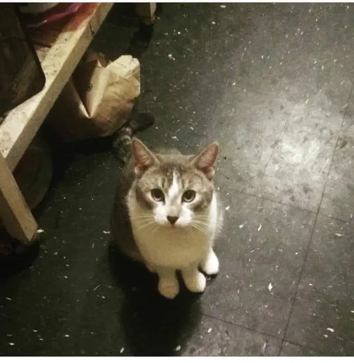 Lost cat in Ben Lomond, CA, 95005