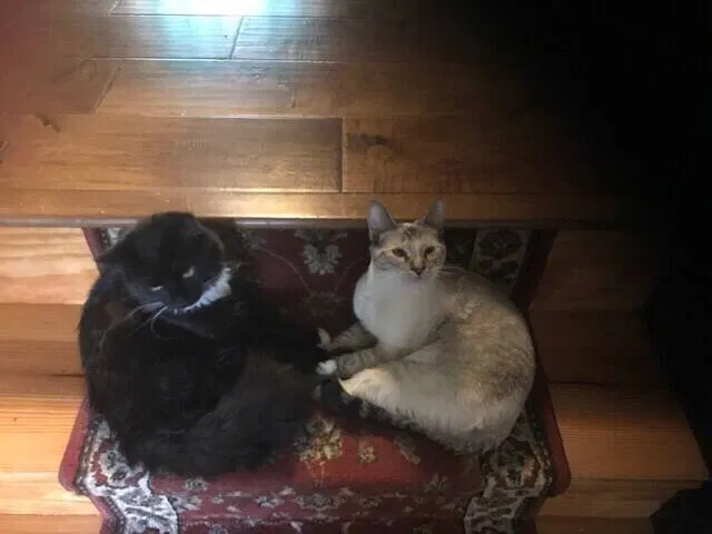 Lost cat in Conroe, TX, 77385