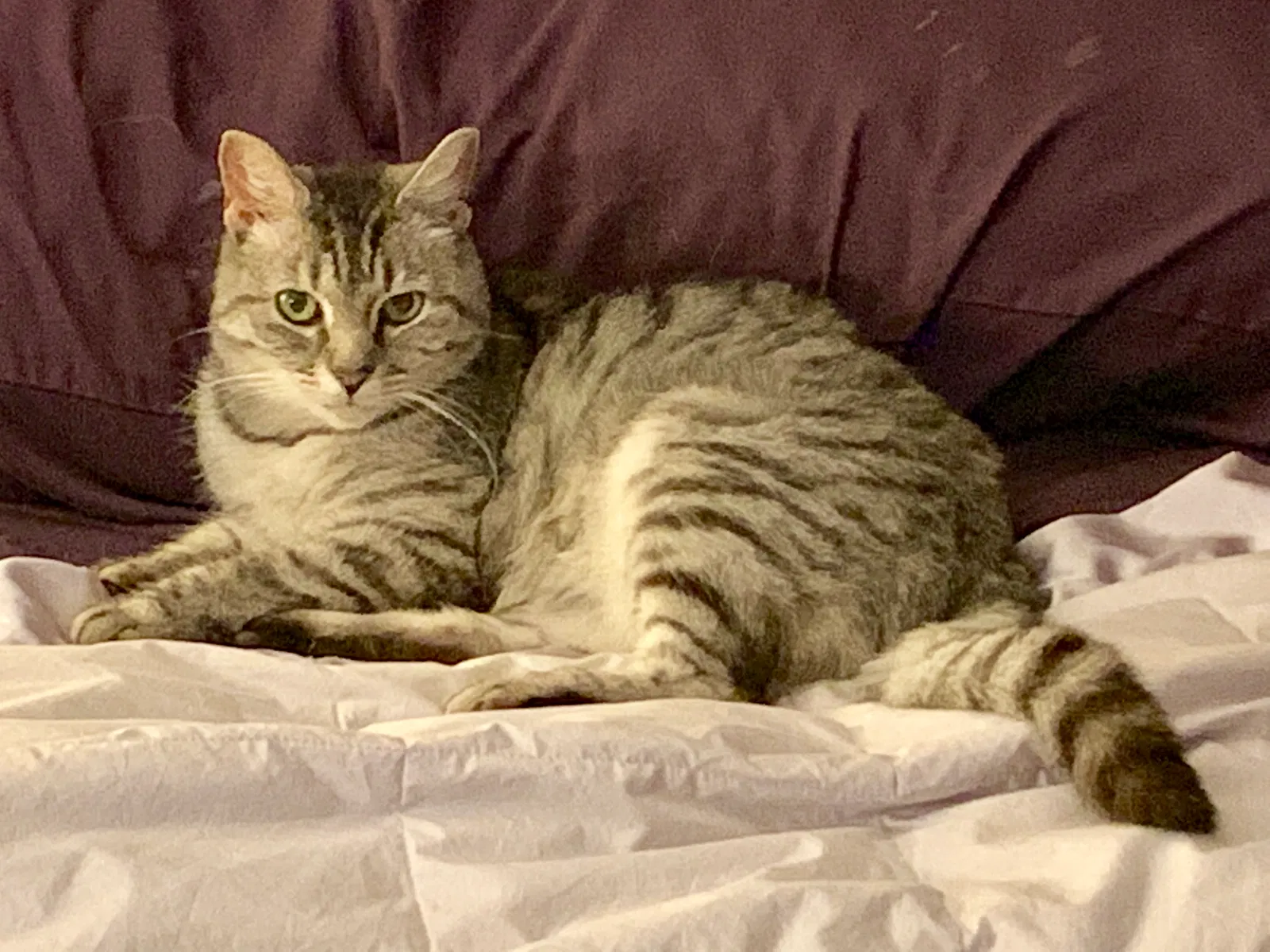 Lost cat in Mechanicsburg, PA, 17055