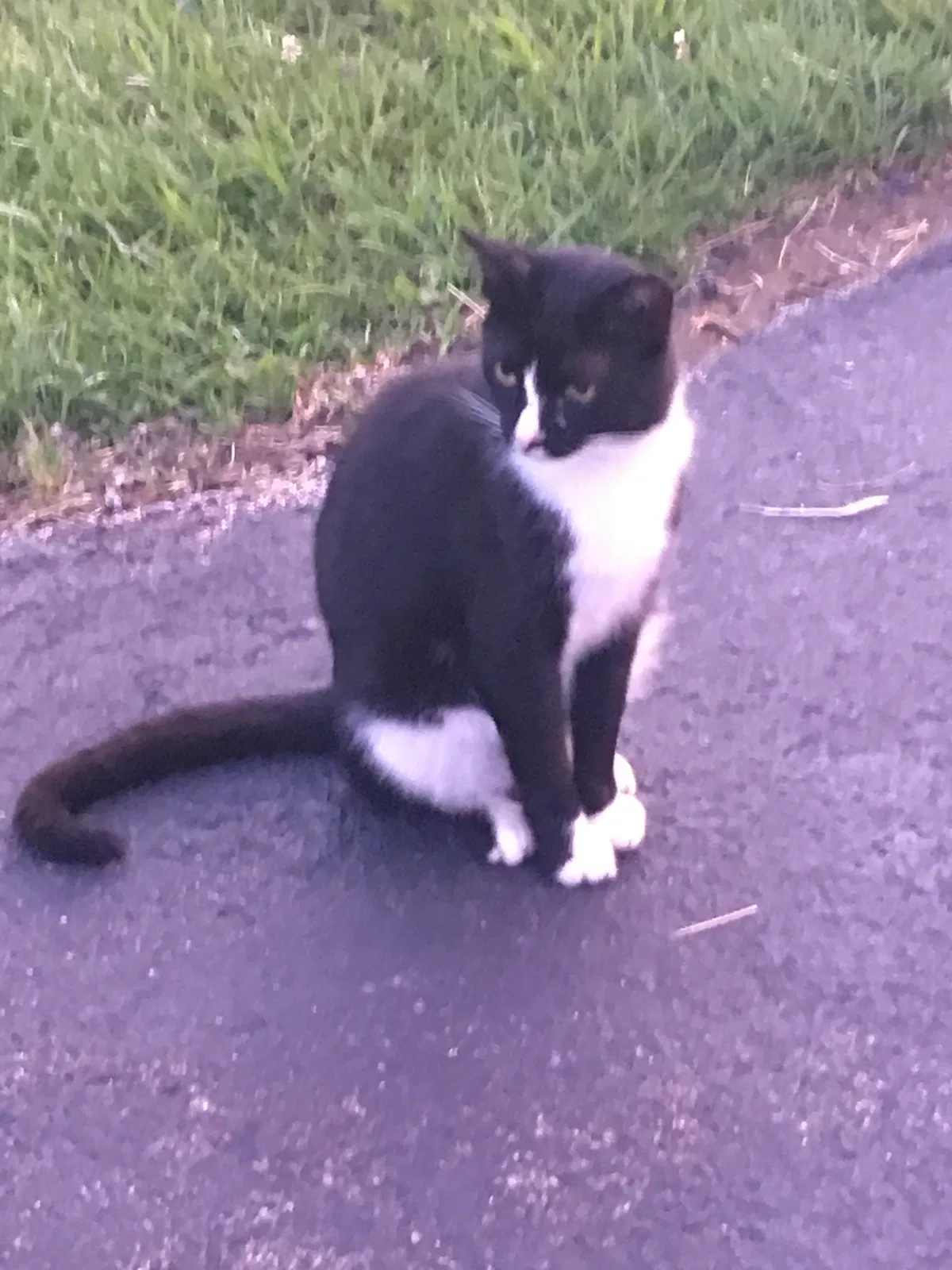 Lost cat in Madison, IN, 47250