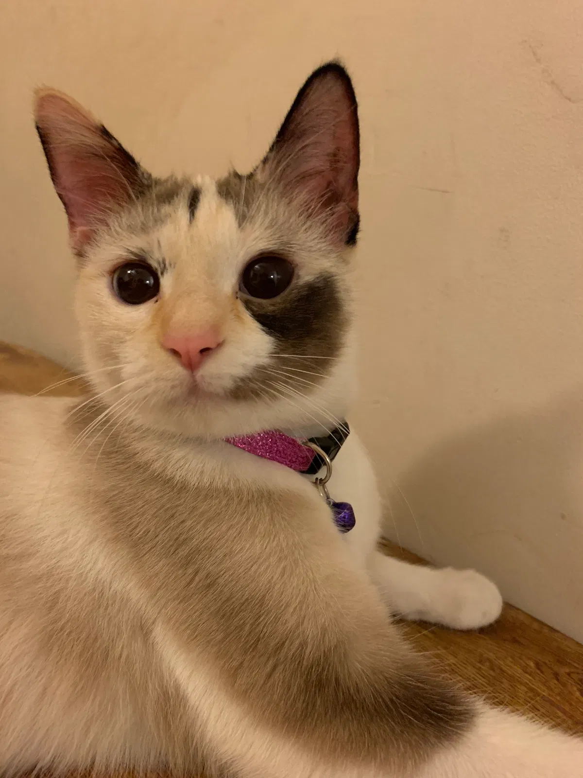 Lost cat in Chicago, IL, 60655