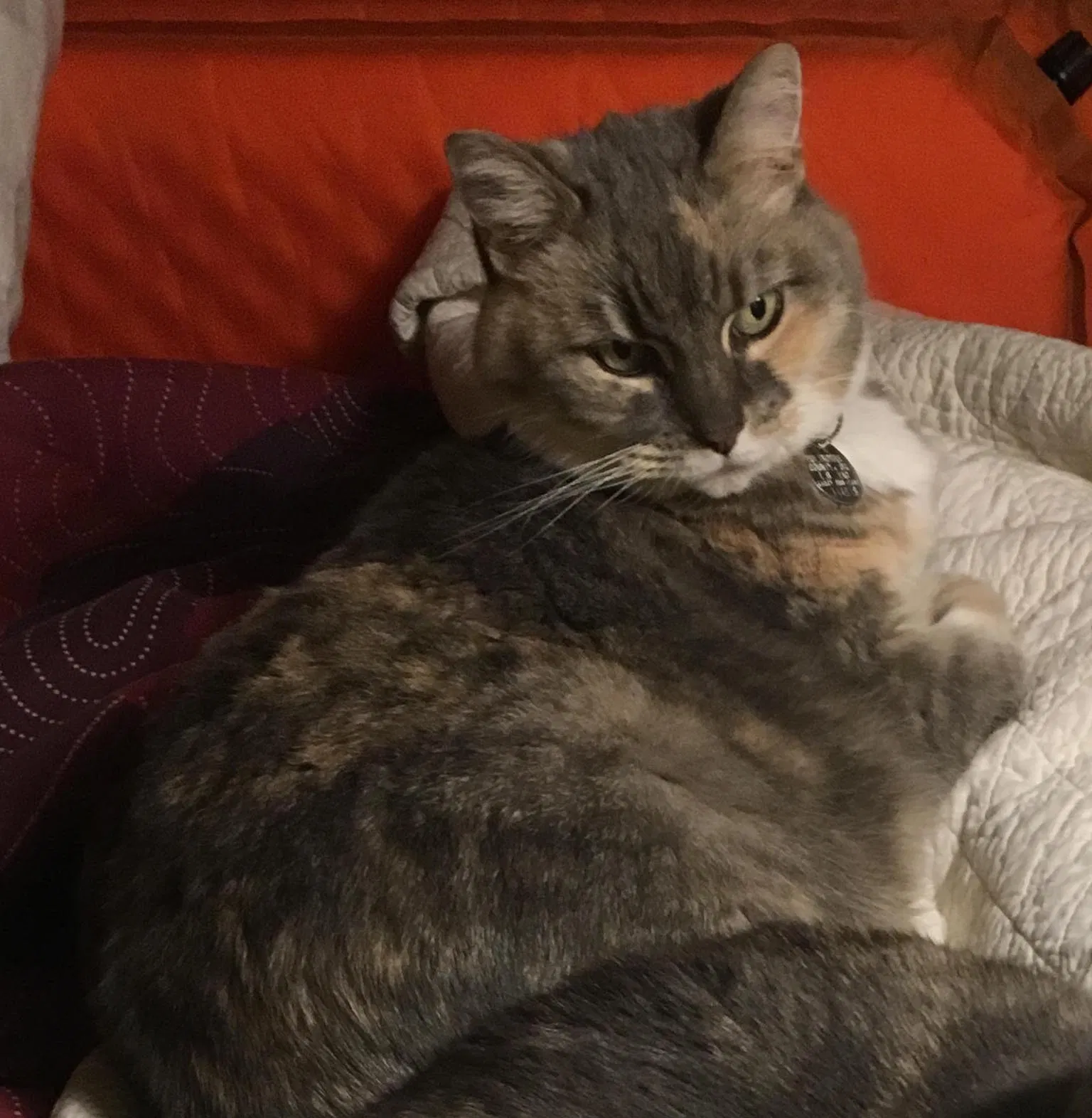 Lost cat in Portland, OR, 97213