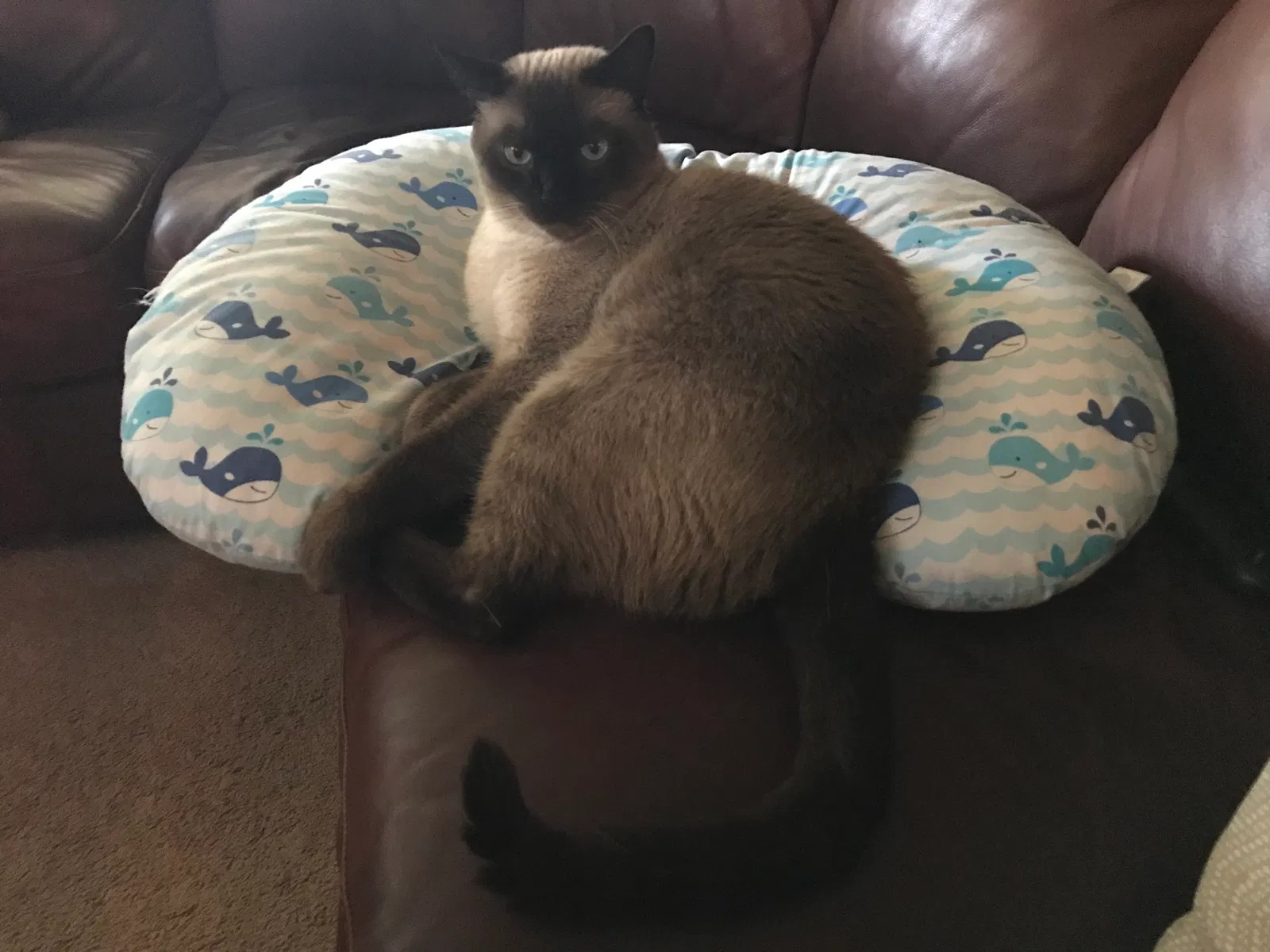 Lost cat in Saint Petersburg, FL, 33714