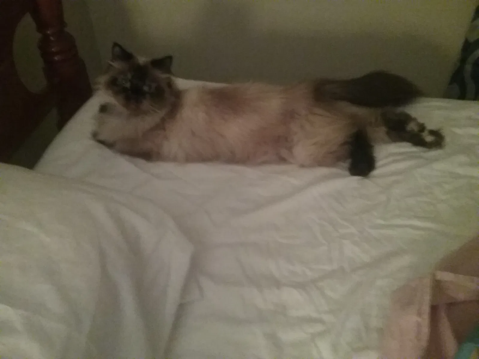 Lost cat in Berea, KY, 40403