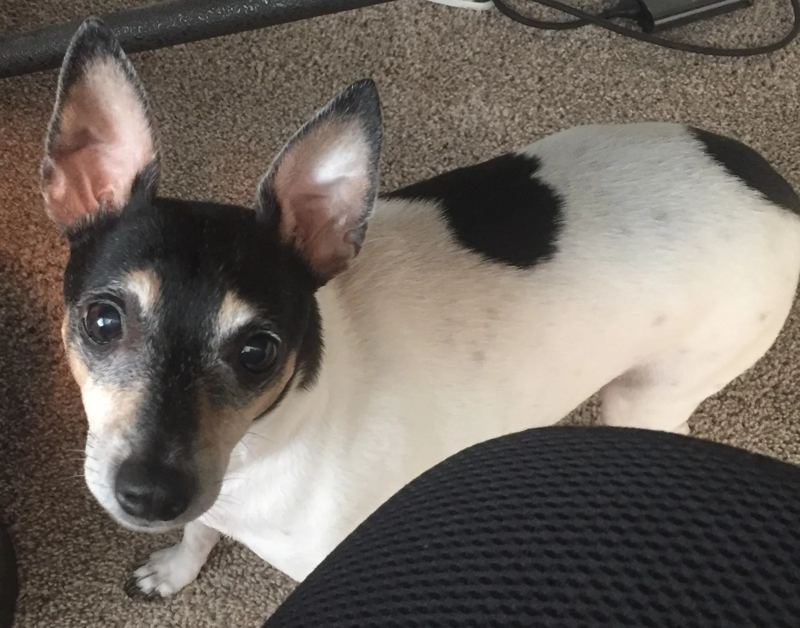 Lost dog in Tampa, FL, 33617