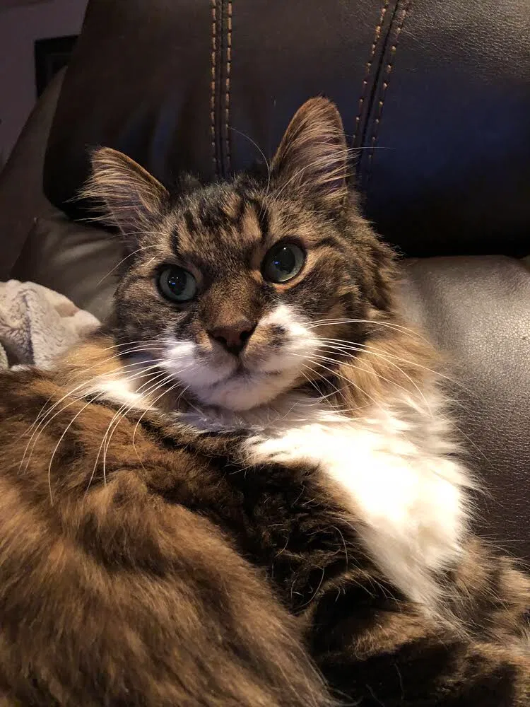Lost cat in Unknown, RI, 0