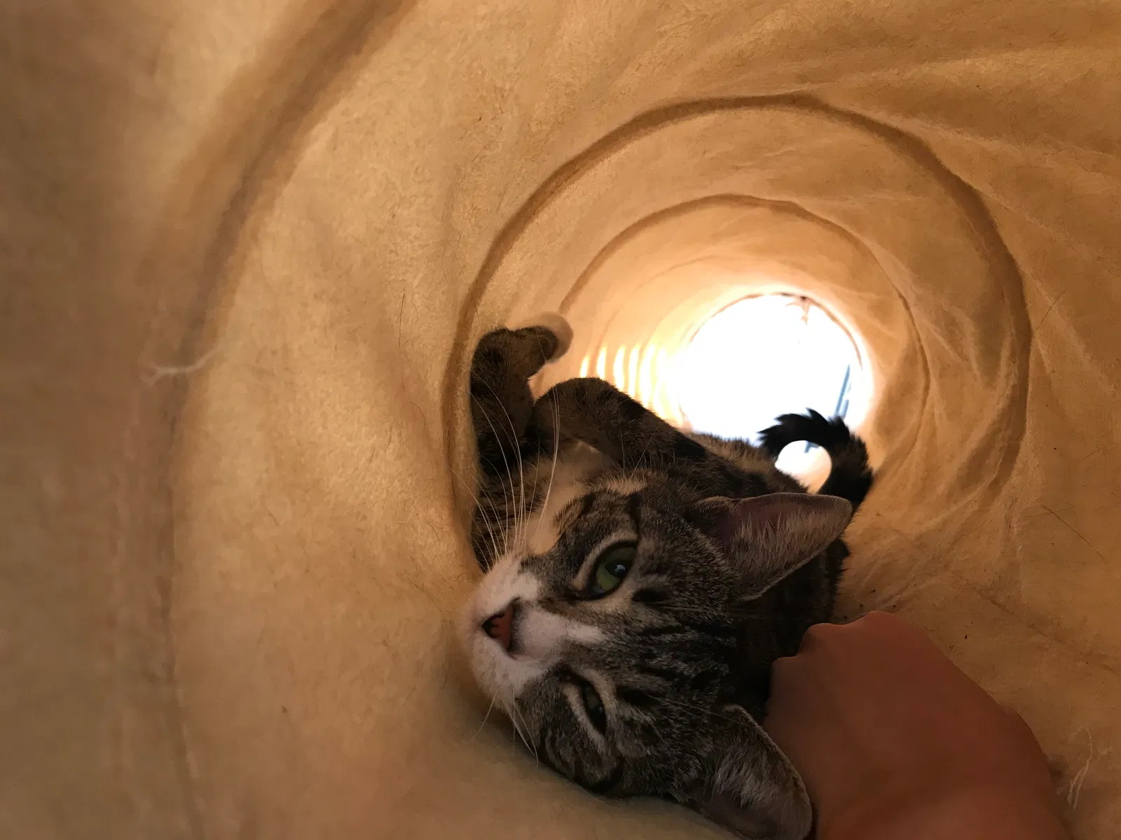 Lost cat in Burbank, CA, 91501