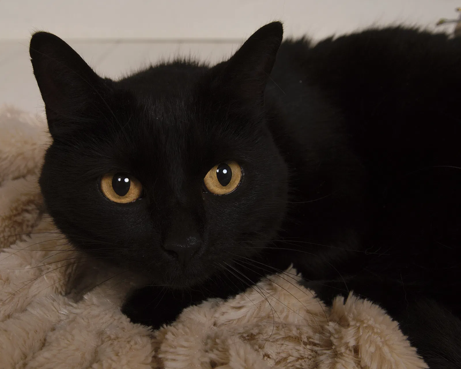 Lost cat in Pittsburgh, PA, 15241