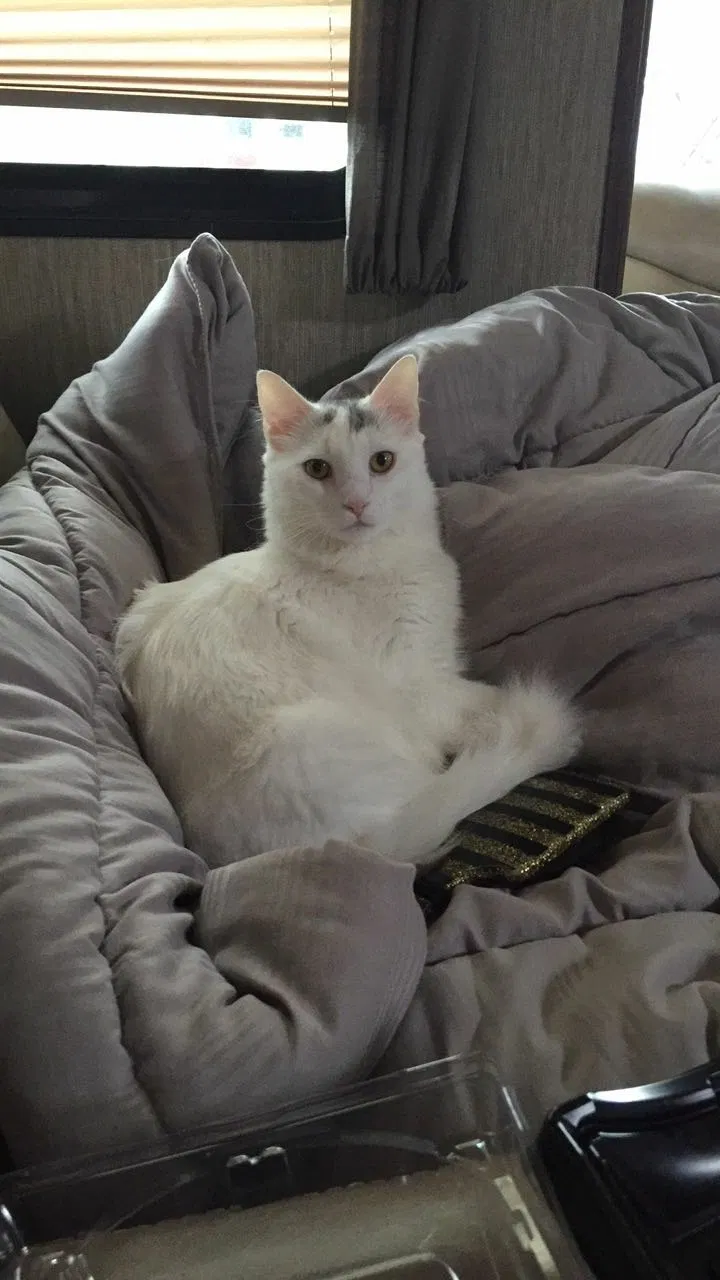 Lost cat in Auburn, CA, 95603