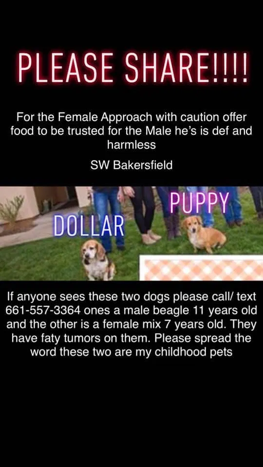 Lost dog in Bakersfield, CA, 93313
