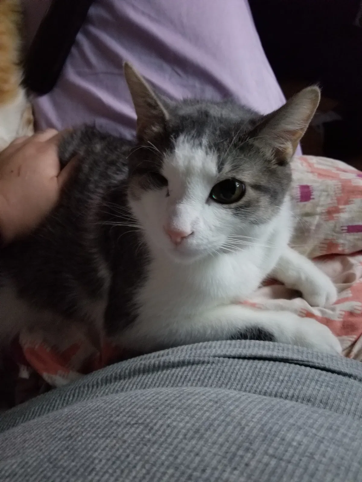 Lost cat in Wixom, MI, 48393