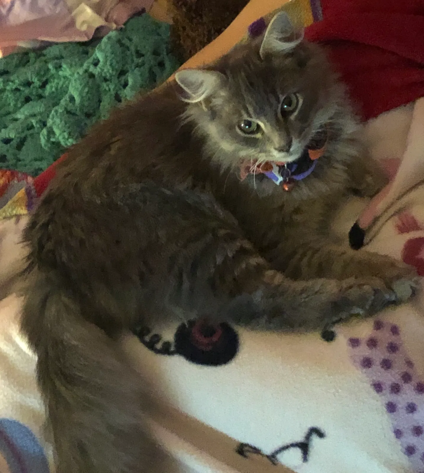 Lost cat in Atascosa, TX, 78002