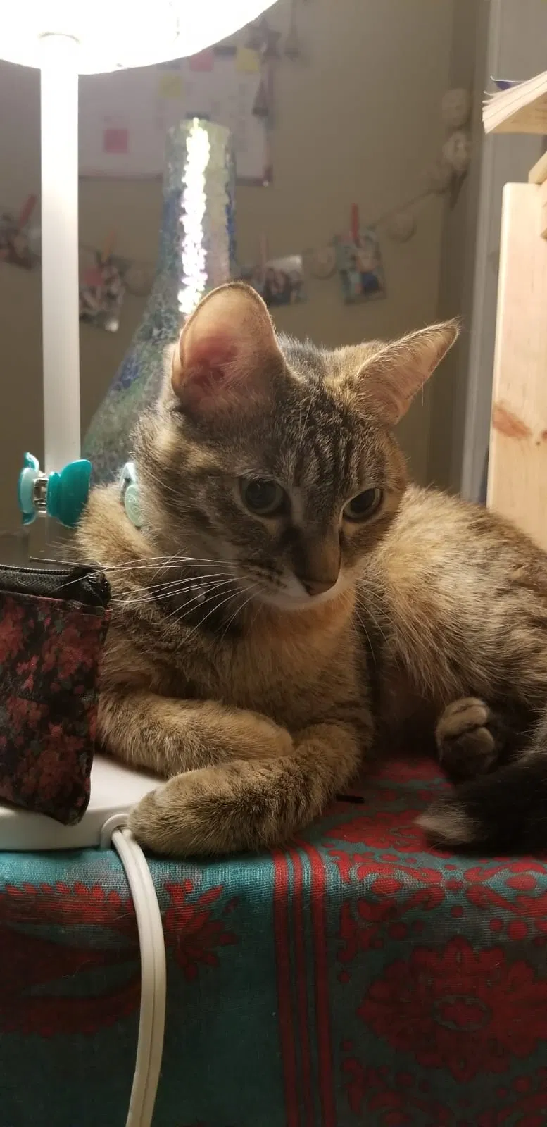 Lost cat in North Hollywood, CA, 91602