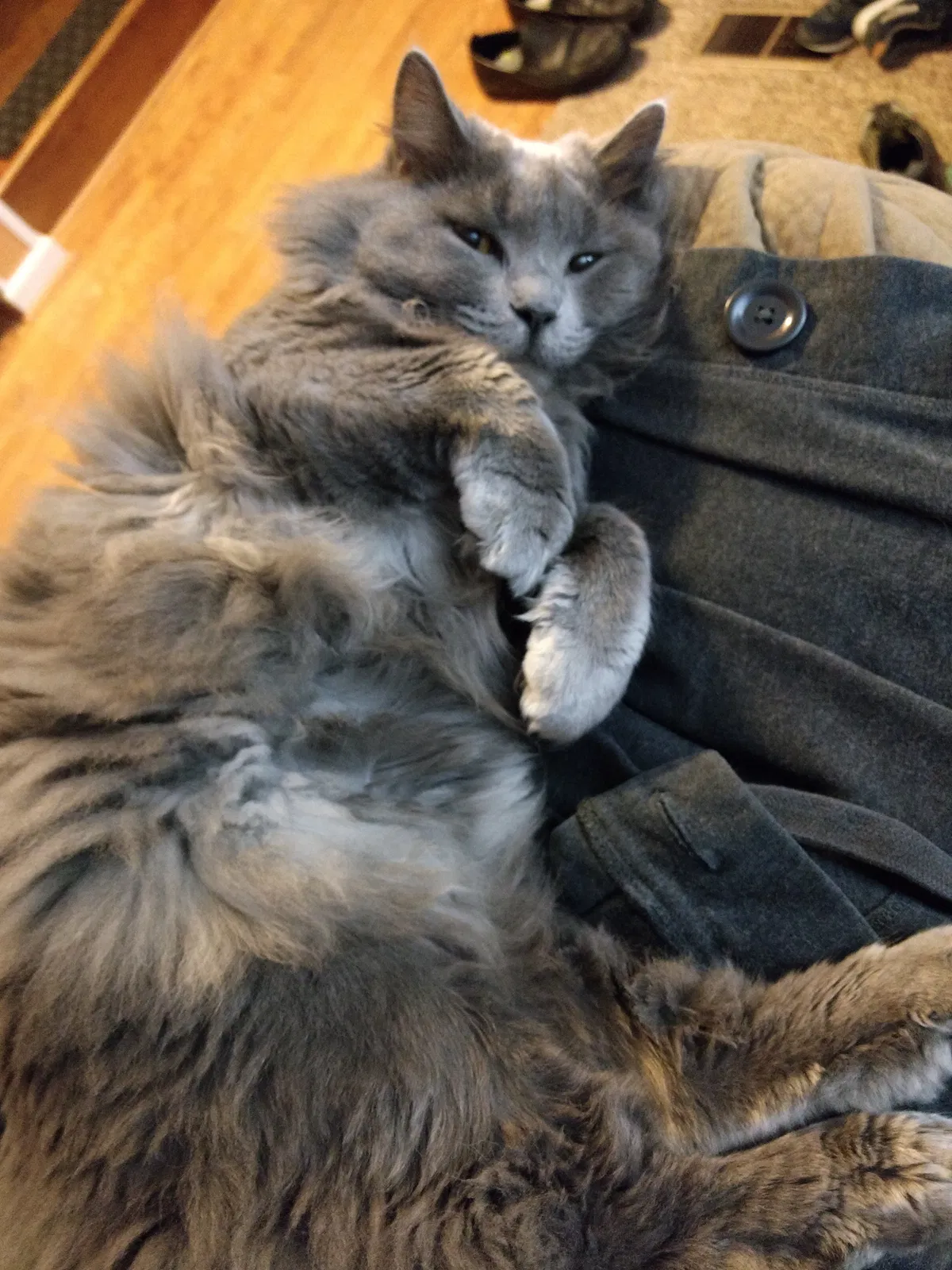 Lost cat in Dayton, OH, 45459