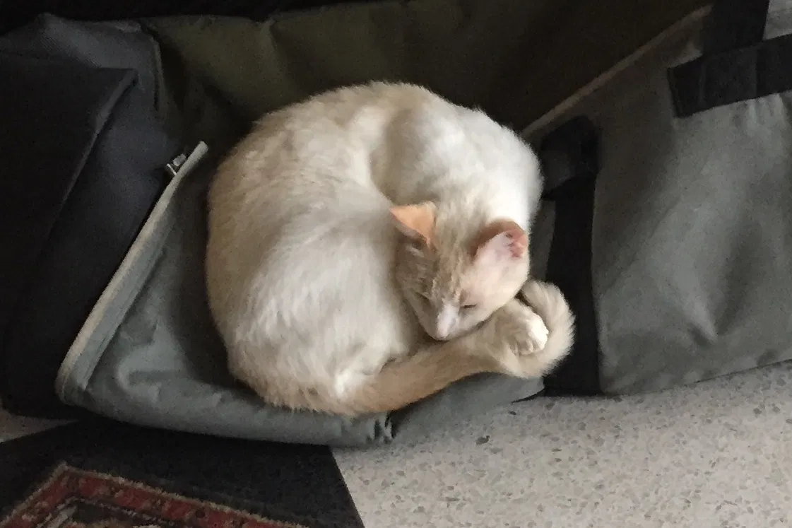 Lost cat in Winter Park, FL, 32789