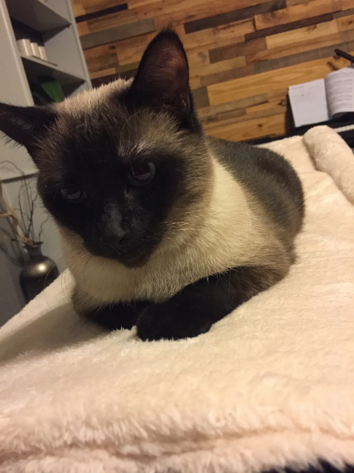 Lost cat in Owasso, OK, 74055