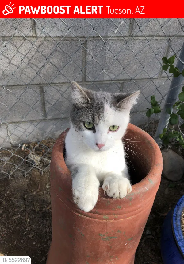 Lost cat in Tucson, AZ, 85705