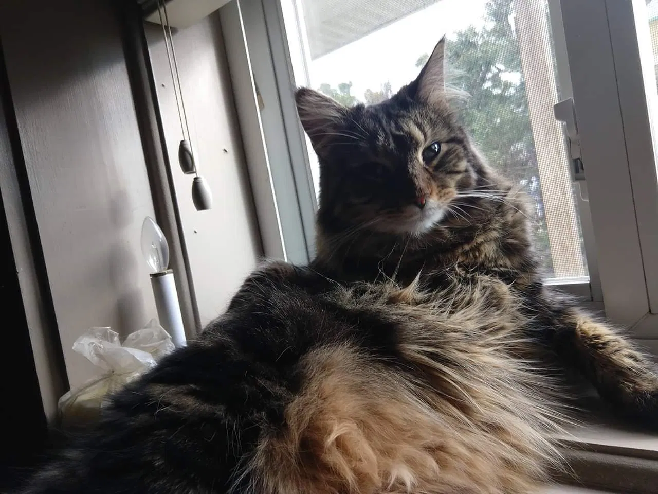 Lost cat in Ephrata, PA, 17522