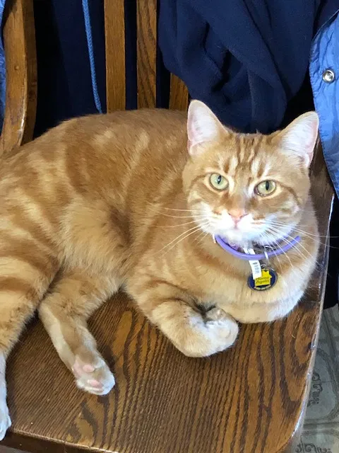 Lost cat in Tucson, AZ, 85730