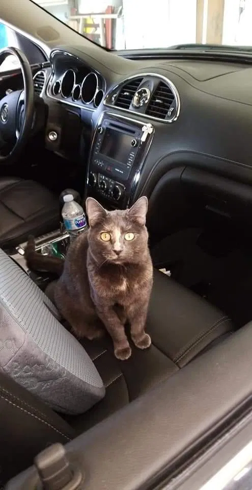 Lost cat in Arcadia, CA, 91007