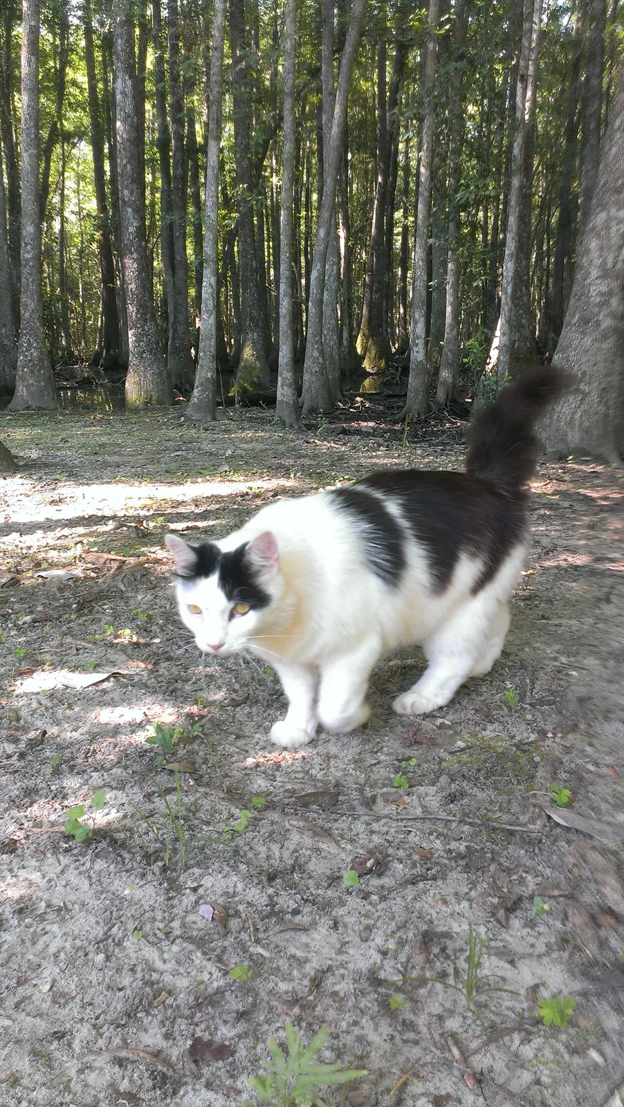 Lost cat in Gulf Shores, AL, 36542