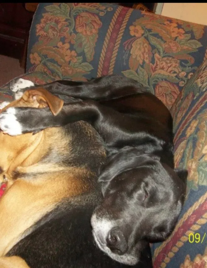 Lost dog in Saint Louis, MO, 63109