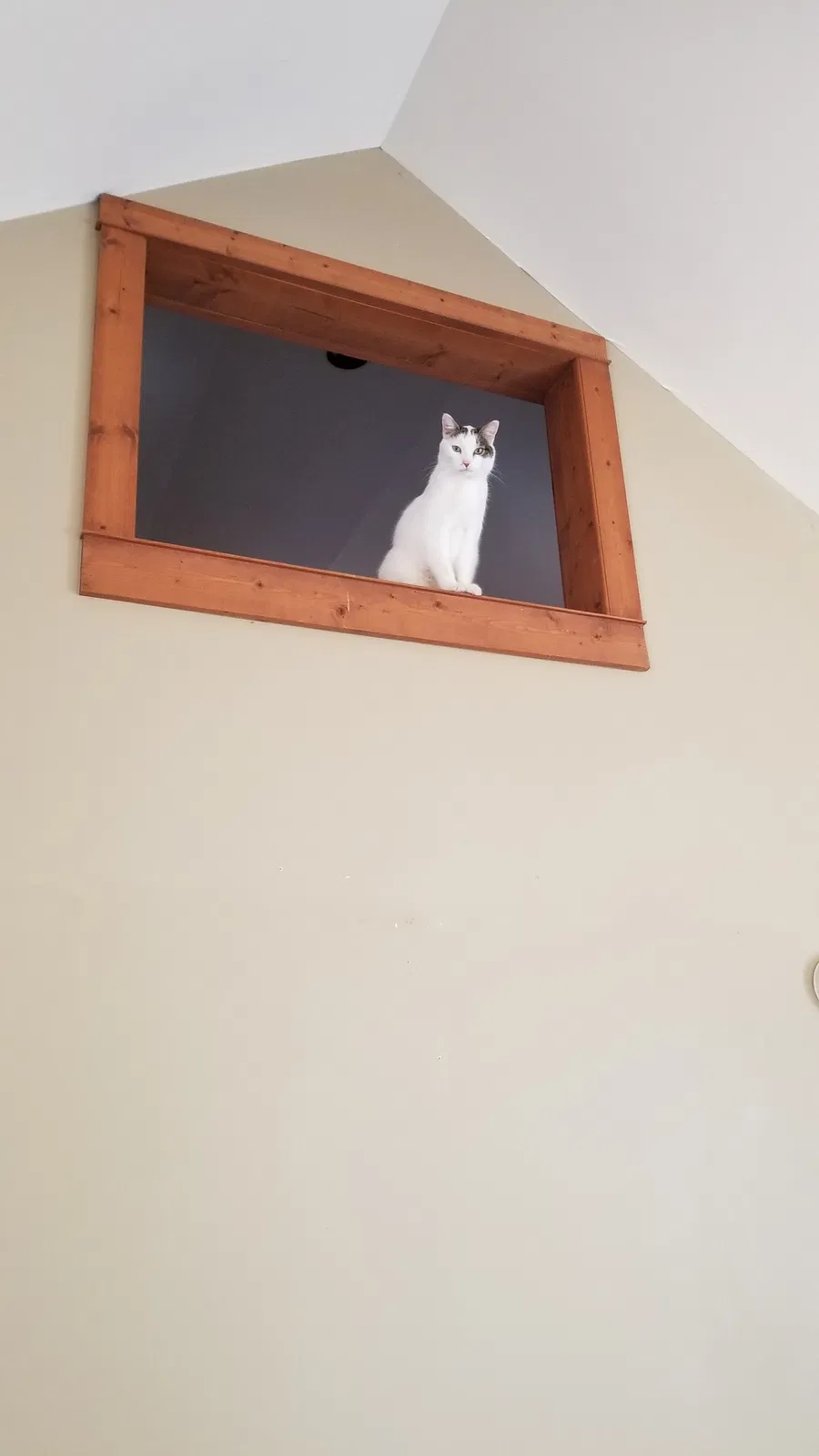 Lost cat in Milford, MI, 48380