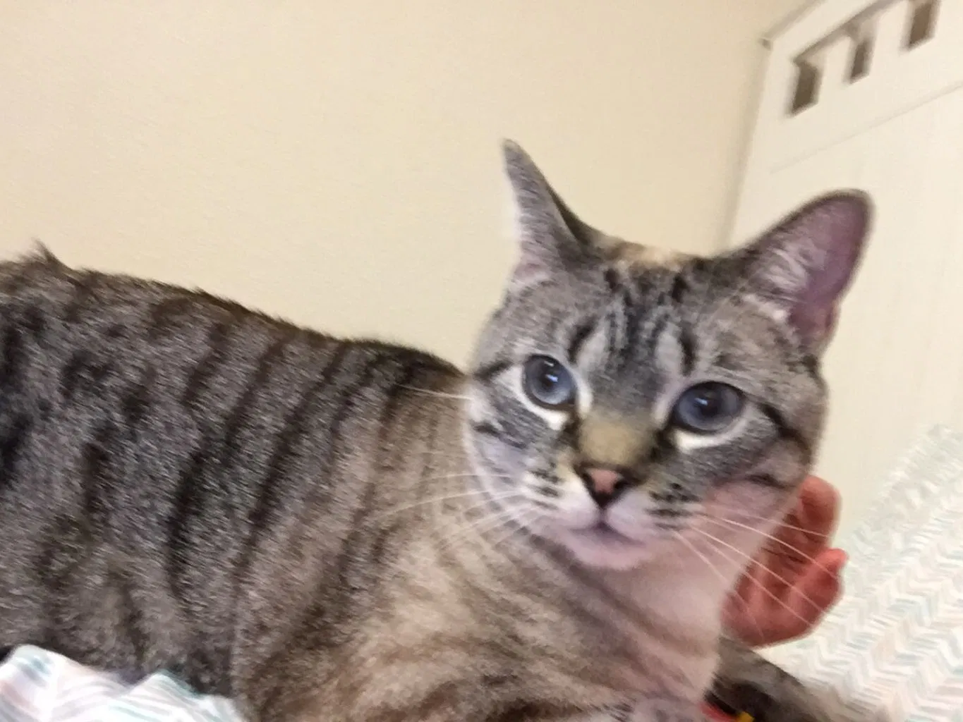 Lost cat in Columbus, MT, 59019