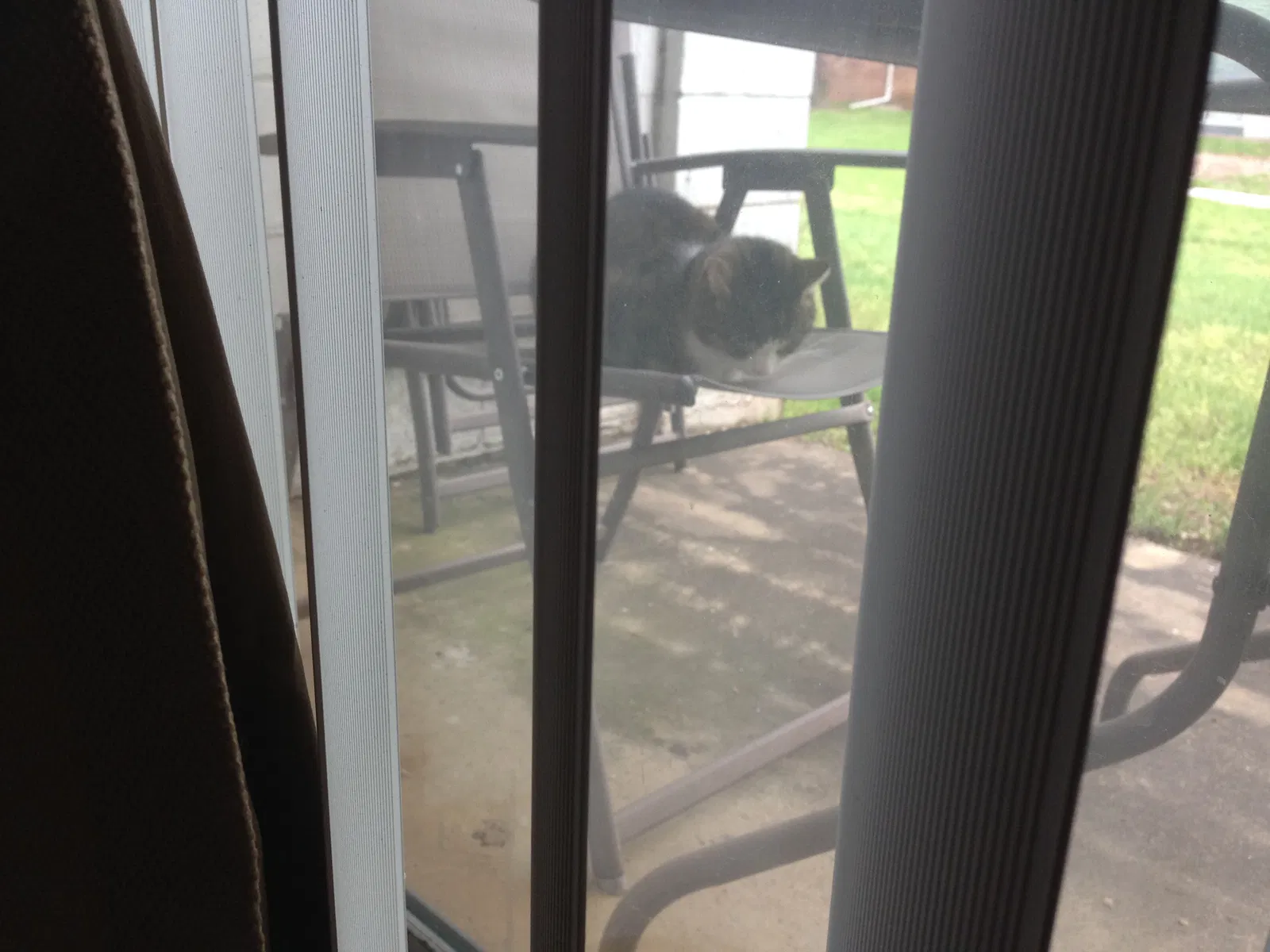 Found cat in Piscataway, NJ, 8854