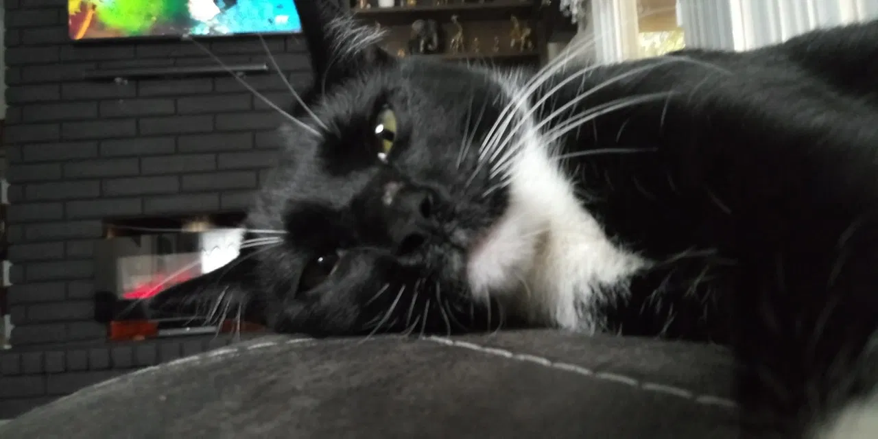 Lost cat in Clovis, CA, 93612