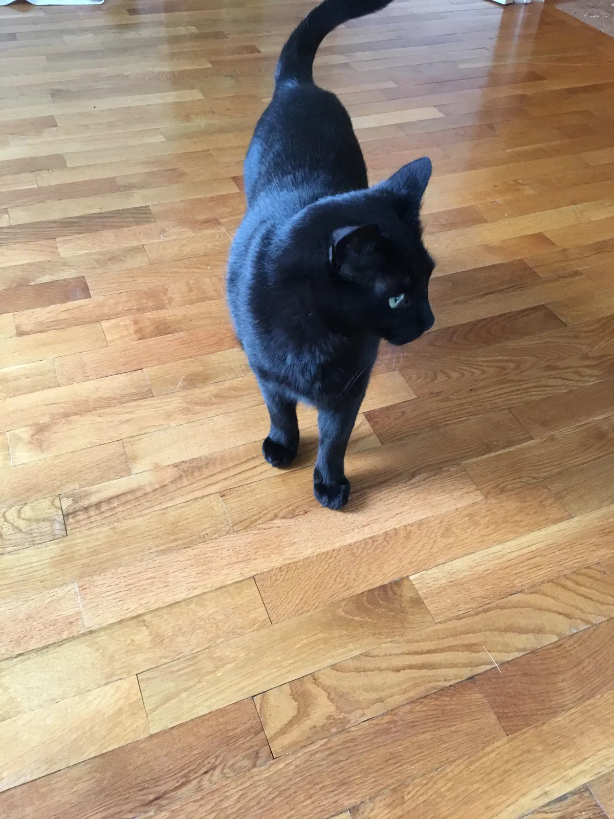 Lost cat in Unknown, WY, 0