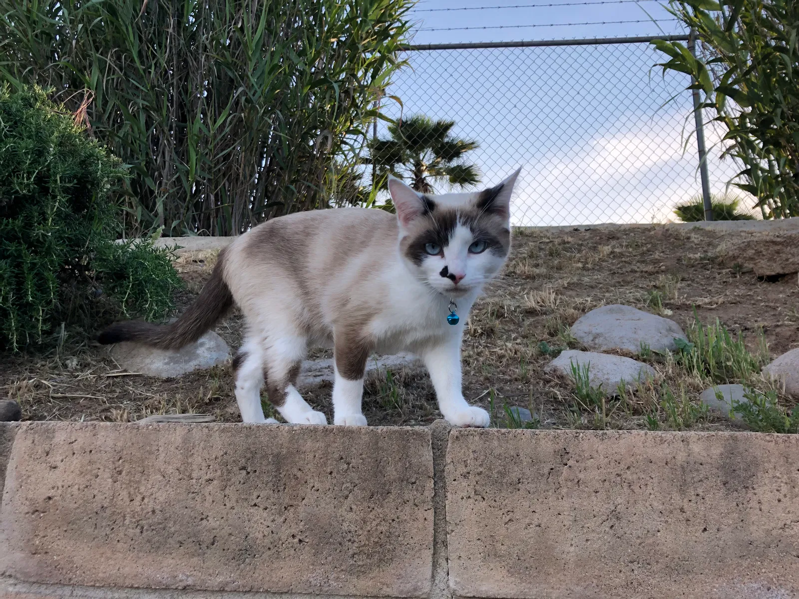 Lost cat in Santee, CA, 92071