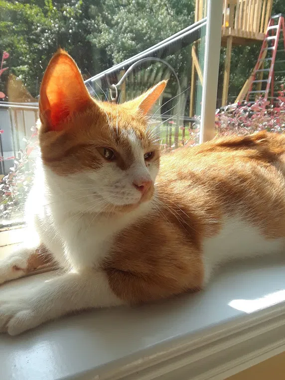 Lost cat in Lawrenceville, GA, 30045