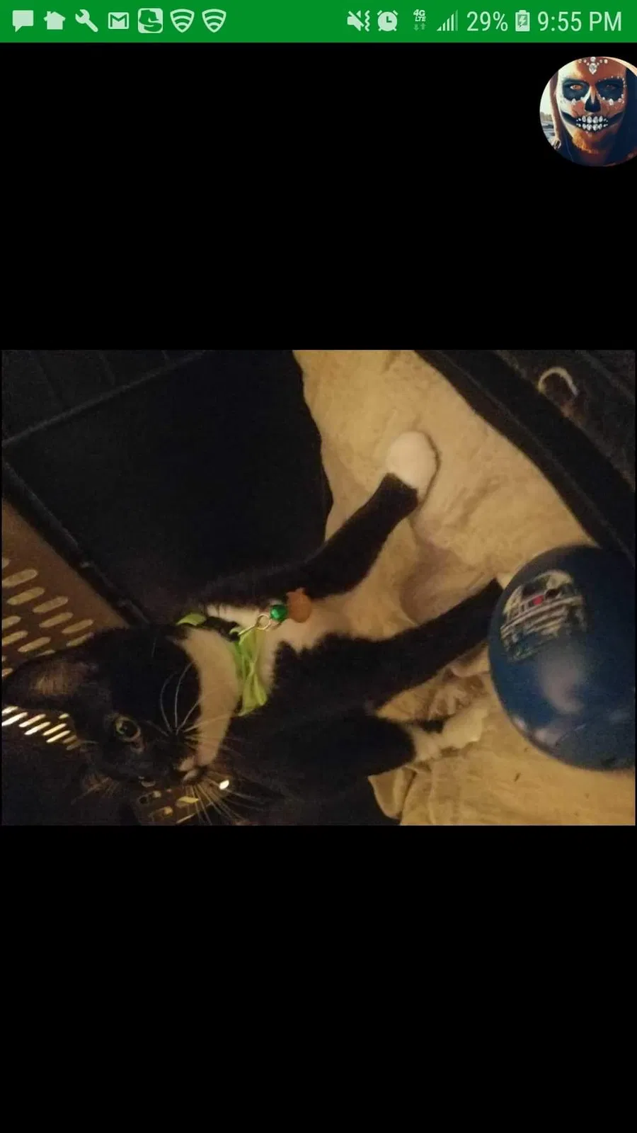 Lost cat in Portland, OR, 97236
