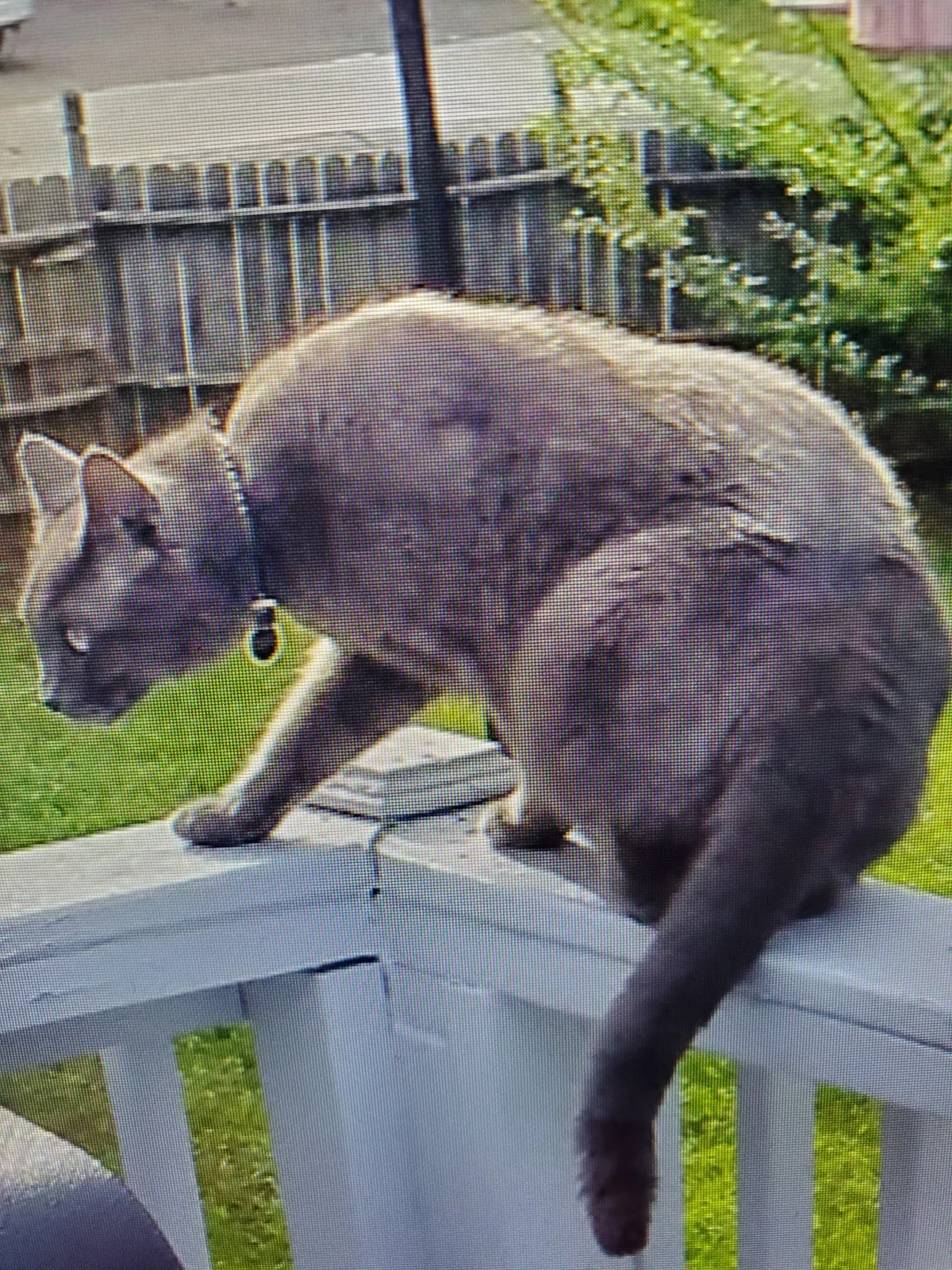 Lost cat in Marietta, GA, 30066