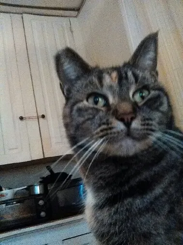 Lost cat in Sunbury, PA, 17801