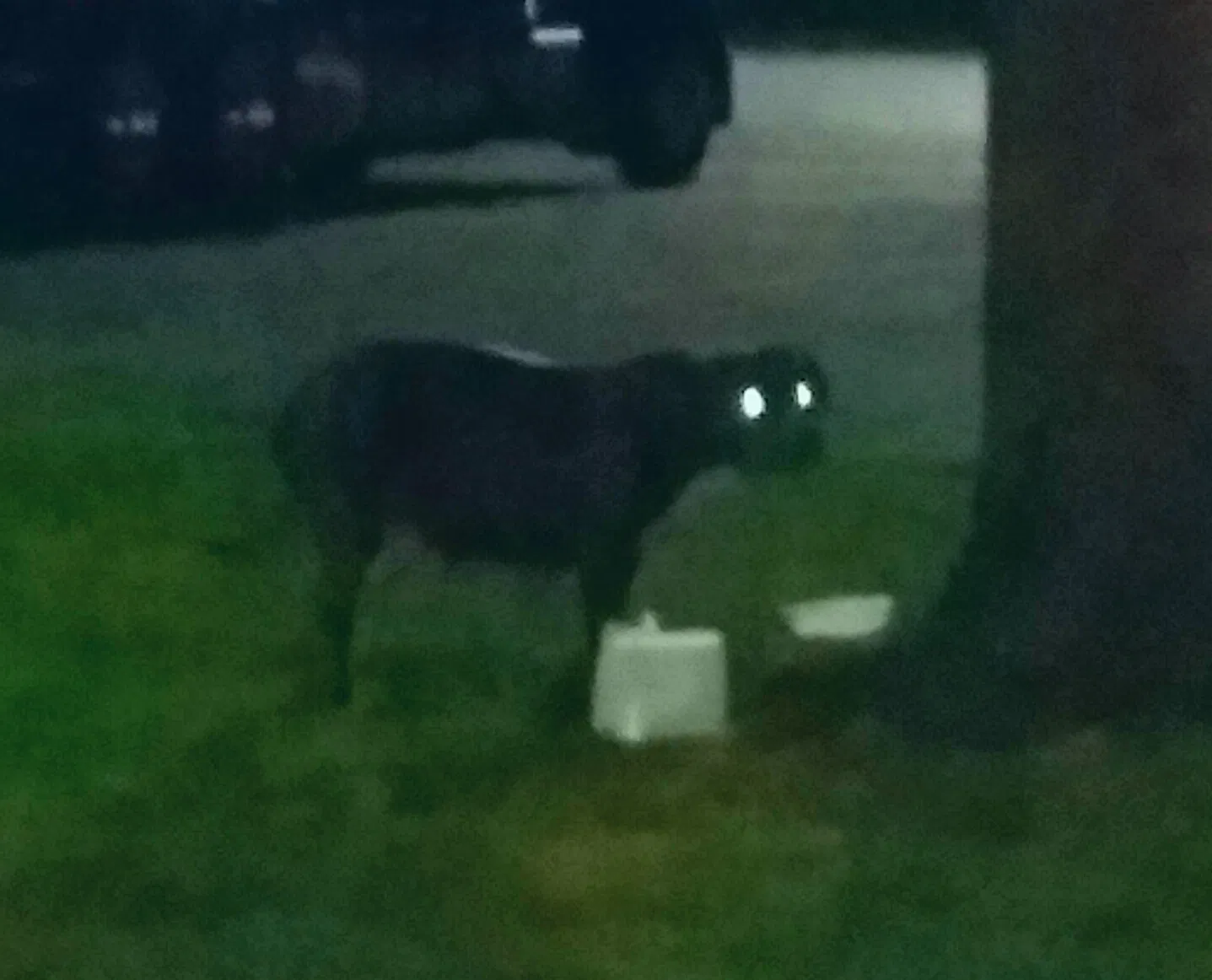 Found dog in Orange, TX, 77630