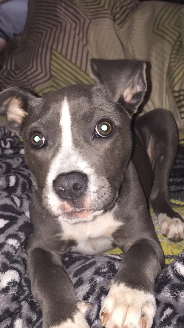 Lost dog in Fultondale, AL, 35068