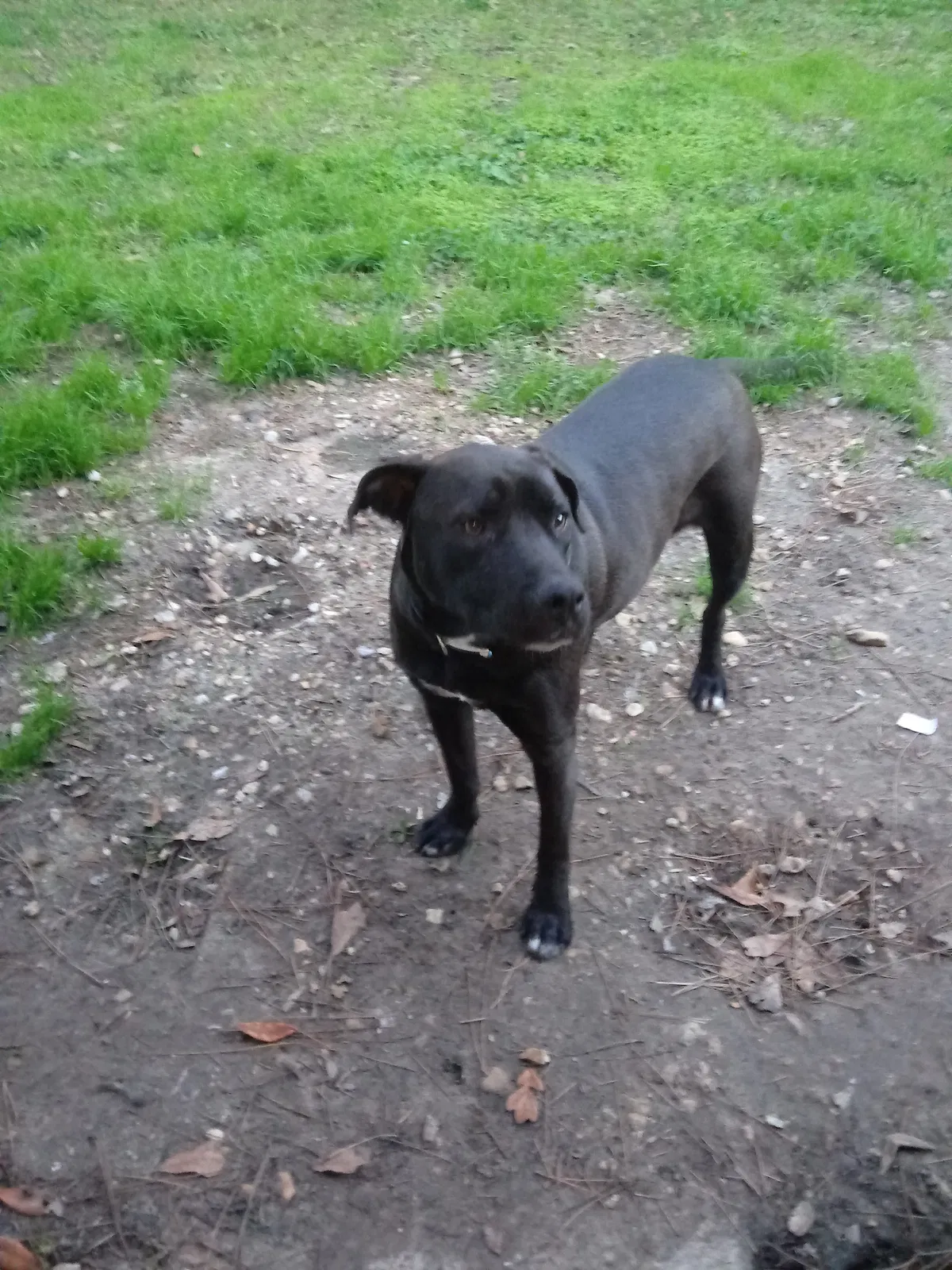 Lost dog in Gautier, MS, 39553