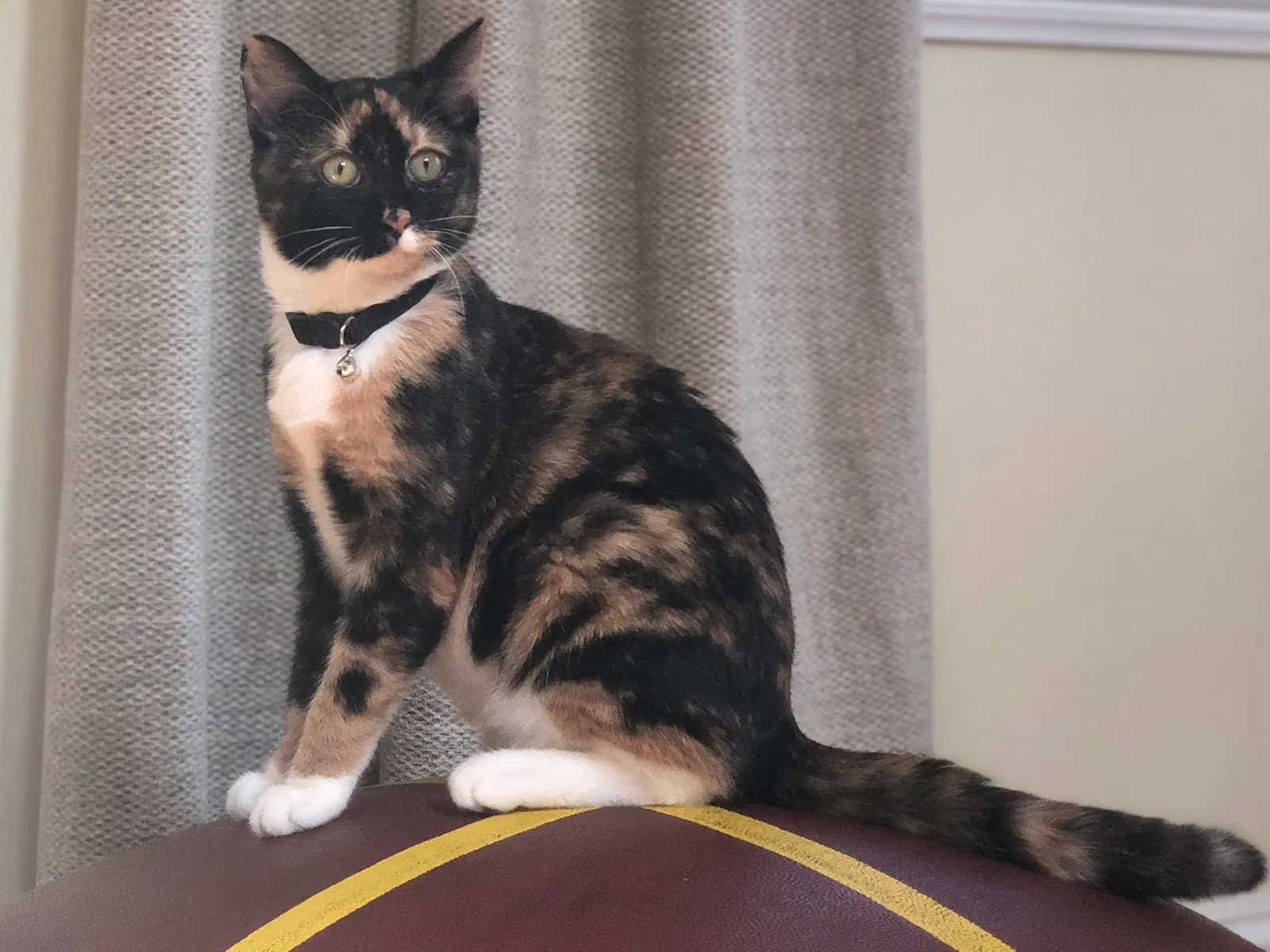 Lost cat in Mount Prospect, IL, 60056