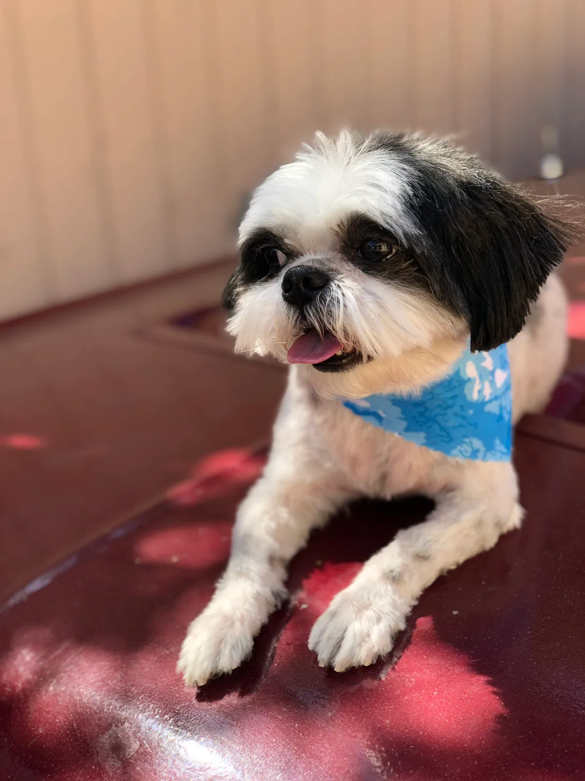 Lost dog in Pacoima, CA, 91331