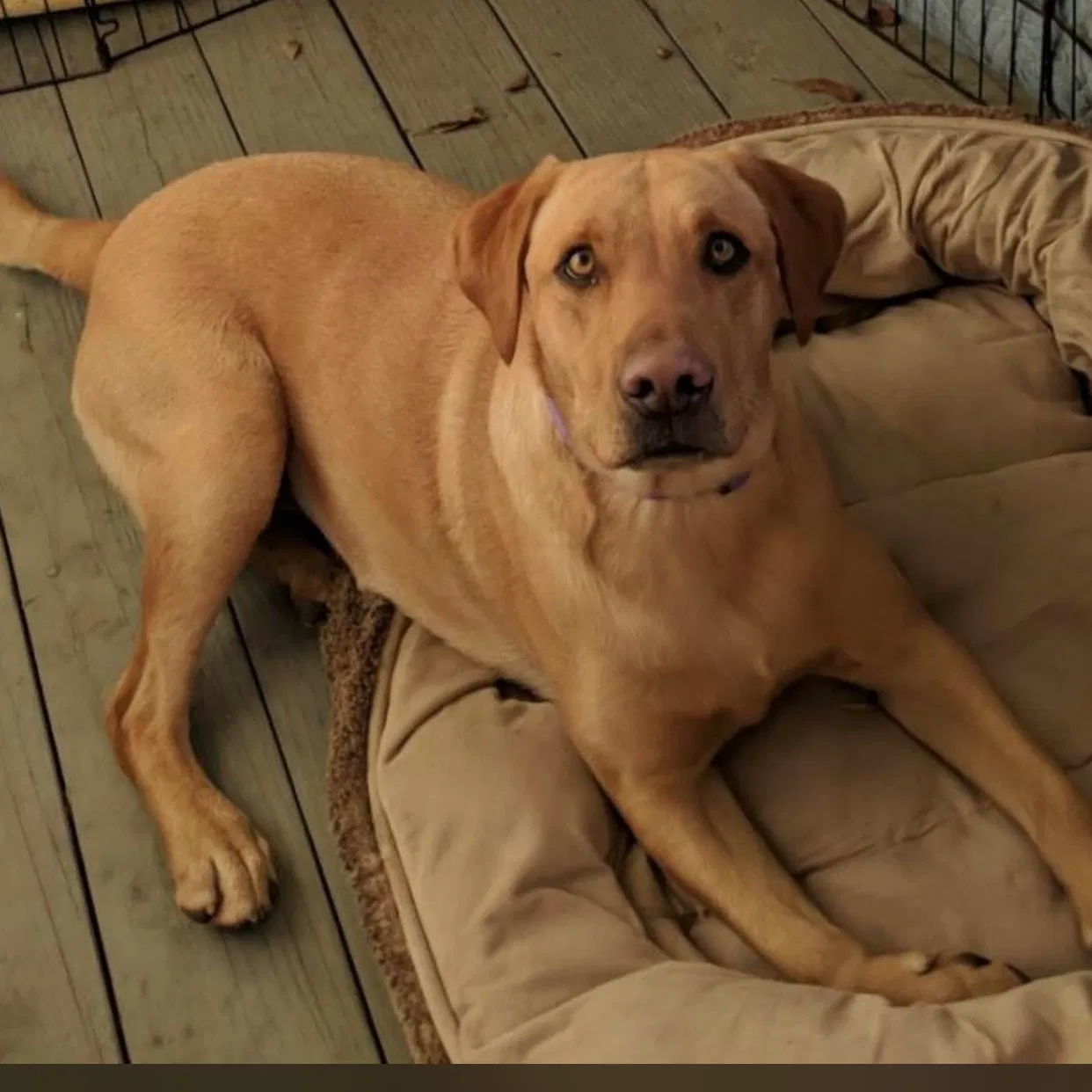 Lost dog in Marysville, CA, 95901