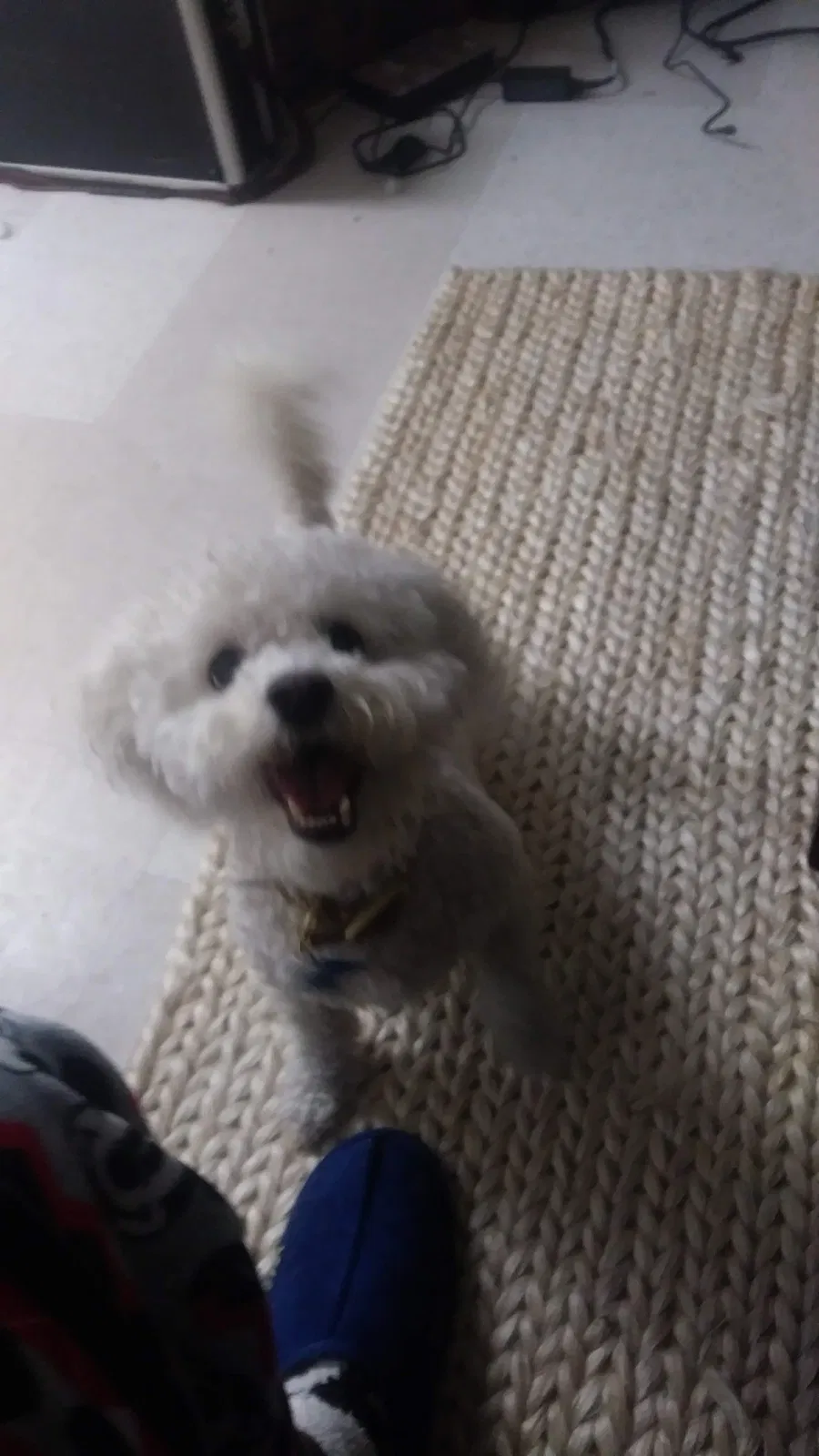 Lost dog in San Francisco, CA, 94117