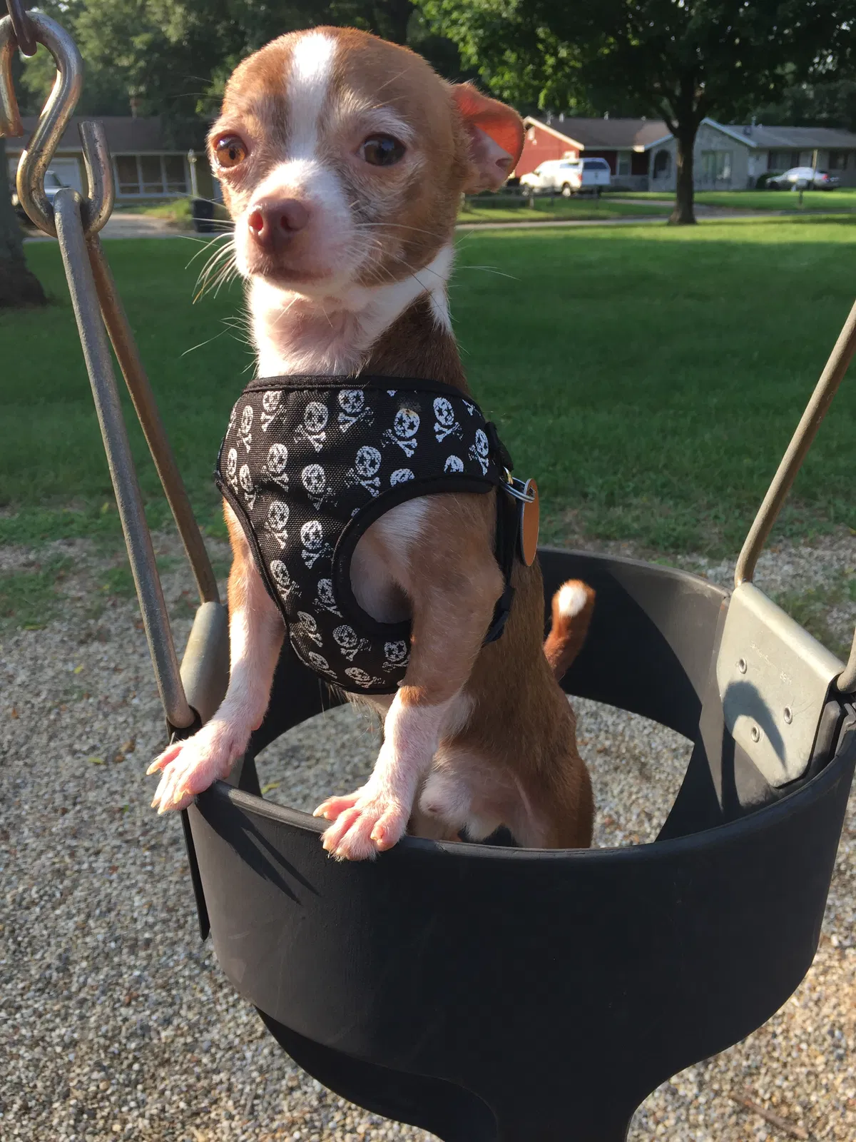 Lost dog in South Bend, IN, 46619
