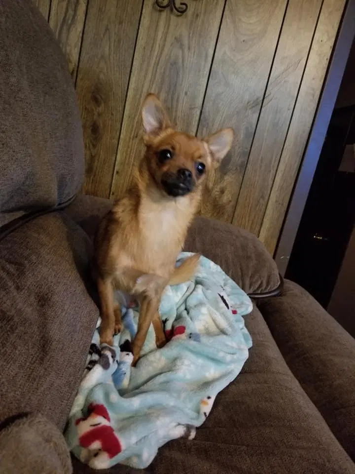 Lost dog in Longview, TX, 75604