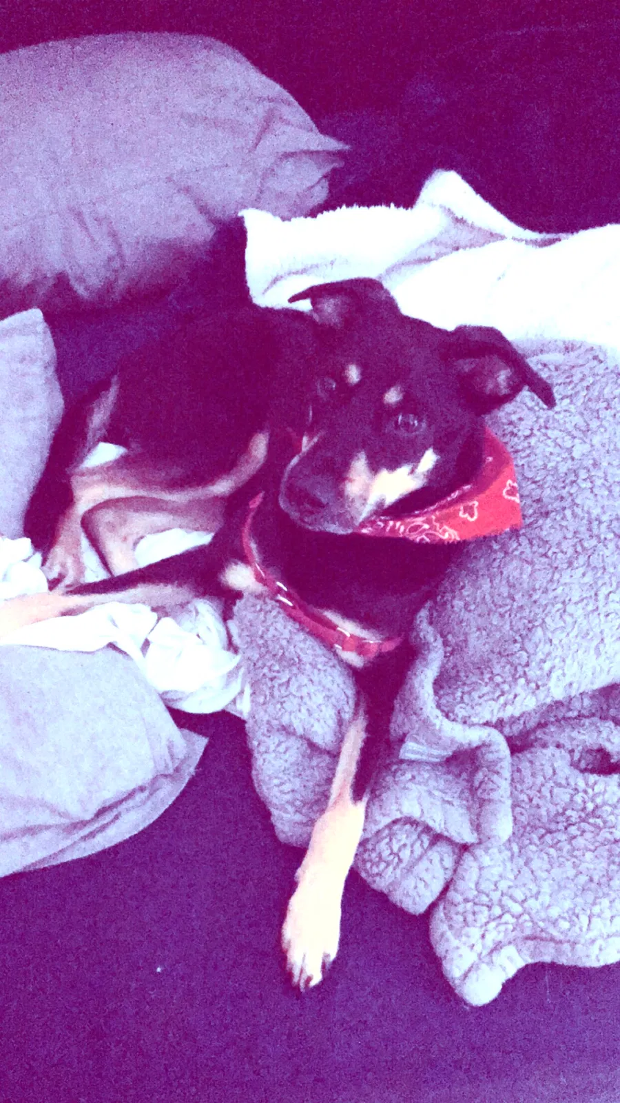 Lost dog in San Diego, CA, 92126