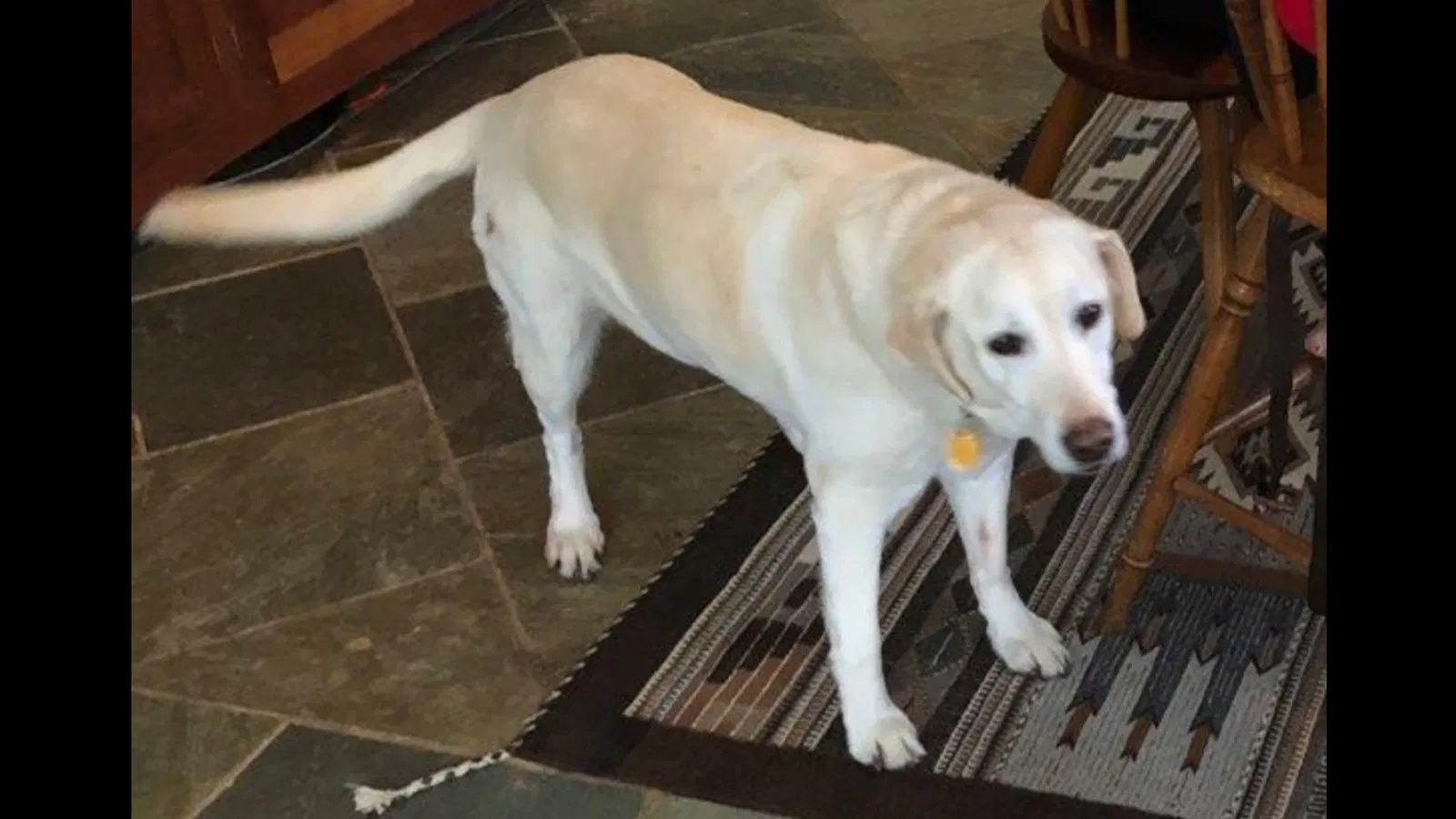 Lost dog in Clarksville, MD, 21029